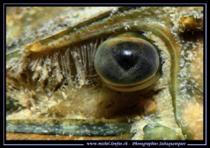 The details of the eye of a Crayfish. by Michel Lonfat 
